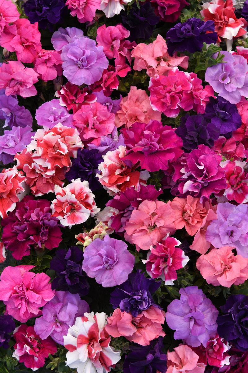 Bulk: Double Madness Floribunda Hybrid Mix Petunia Seeds
