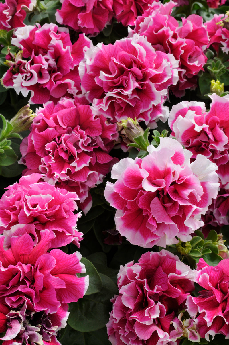 Bulk: Pirouette Rose Double Grandiflora Hybrid Petunia Seeds