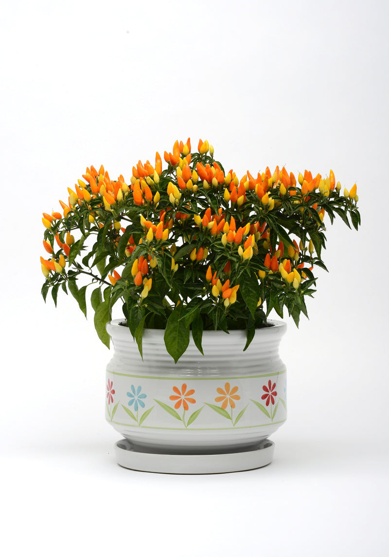 ornamental pepper plant seeds Sedona Sun Ornamental Pepper Seeds