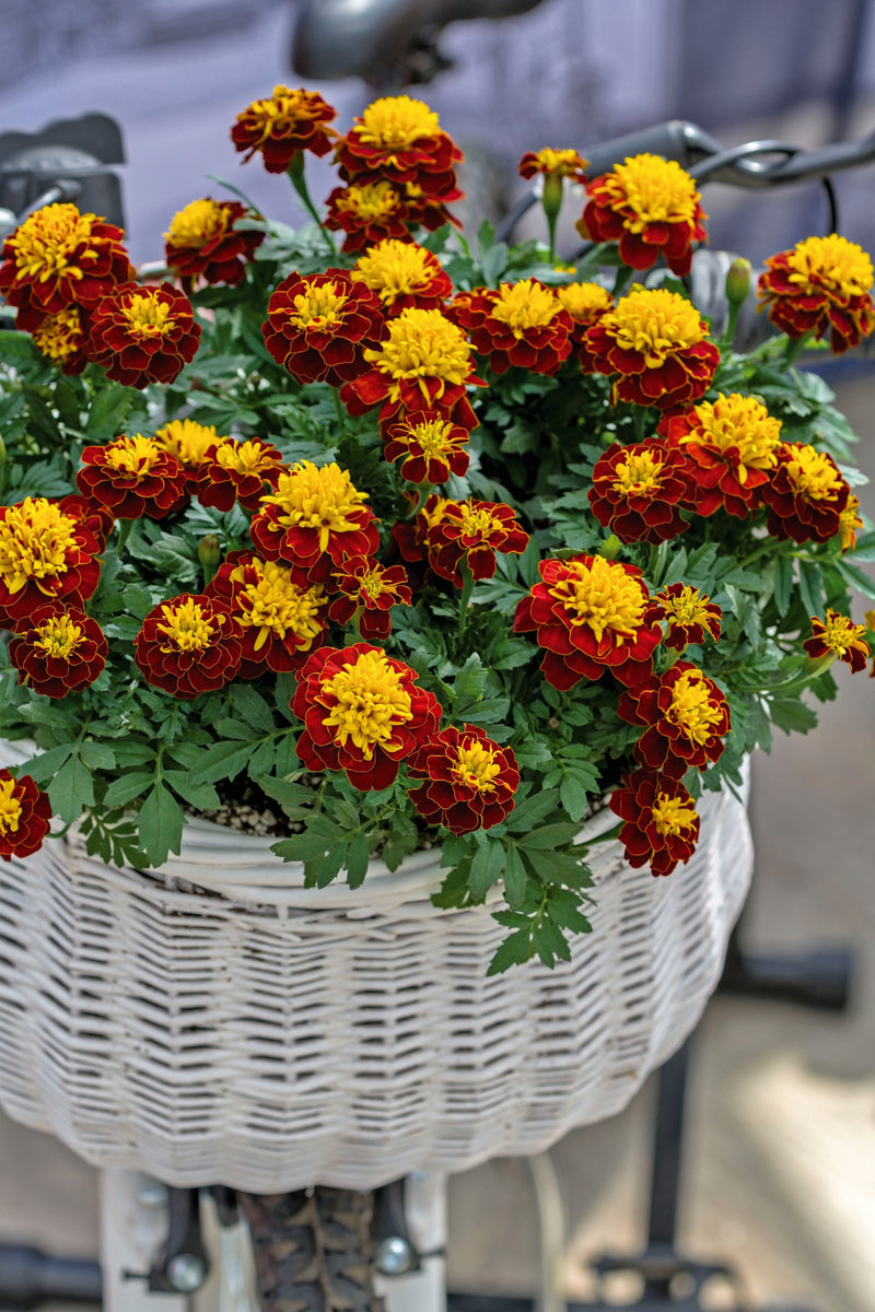 Bulk: Marigold Super Hero Spry