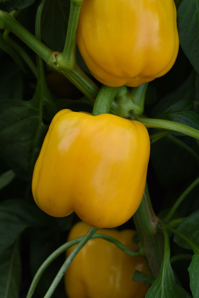 Bulk: Trailblazer Hybrid Pepper Seeds