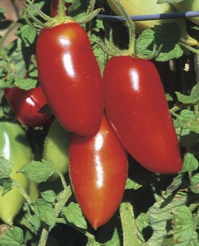 Bulk: Red Sausage Tomato Seeds