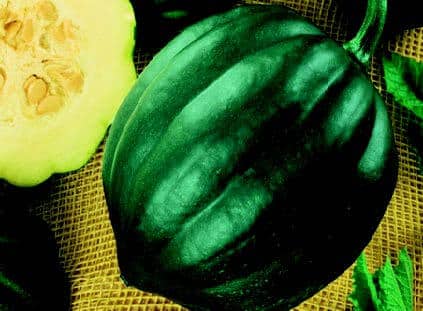 Acorn or Table Queen Winter Squash Seeds