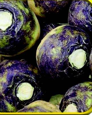 American Purple Top Rutabaga Seeds