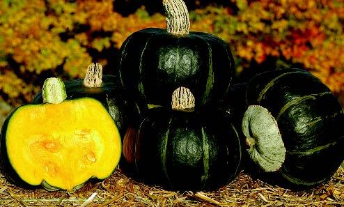 Bulk: Bonbon Buttercup Hybrid Winter Squash Seeds