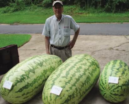Carolina Cross #180 Watermelon Seeds LOW GERM - Overpack Provided