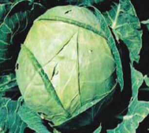 Bulk: Danish Ballhead Cabbage Seeds
