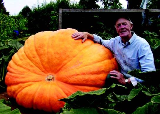 Bulk: Dill's™ Atlantic Giant PVP Pumpkin Seeds