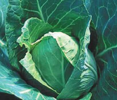 Bulk: Early Jersey Wakefield Cabbage Seeds