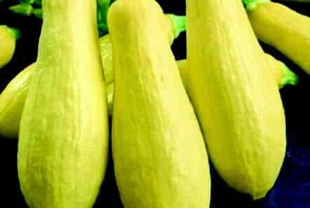 Bulk: Early Prolific Straightneck Summer Squash Seeds