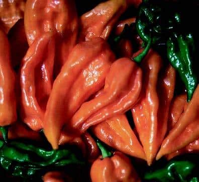 Bulk: Fatalii Hot Pepper Seeds