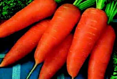 Bulk: Red-Cored Chantenay Carrot Seeds