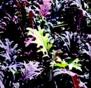 Bulk: Red Russian Kale Seeds