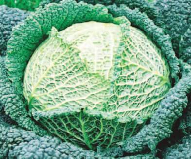 Bulk: Savoy Perfection Cabbage Seeds