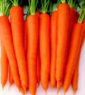 Sugarsnax 54 Hybrid Carrot Seeds