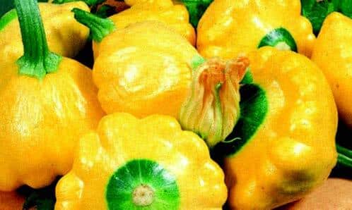 Bulk: Sunburst Hybrid Summer Squash Seeds
