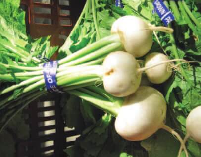 Tokyo Cross Hybrid Turnip Seeds