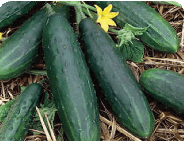 Bulk: Spacemaster 80 Cucumber Seeds