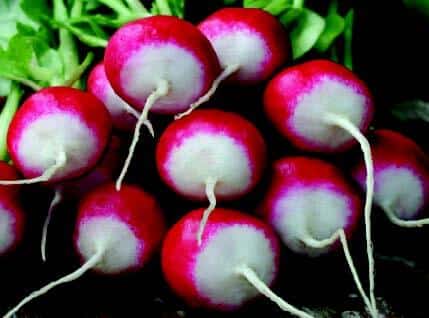 Bulk: Sparkler White Tip Radish Seeds