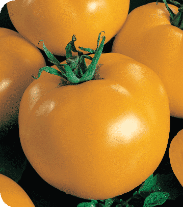Bulk: Sunny Blue Ribbon Hybrid Tomato Seeds