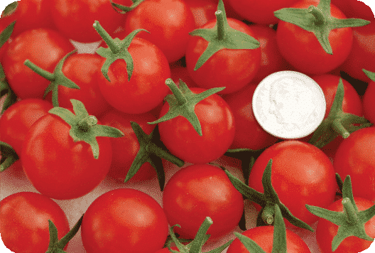 Sweet Aperitif Tomato Seeds