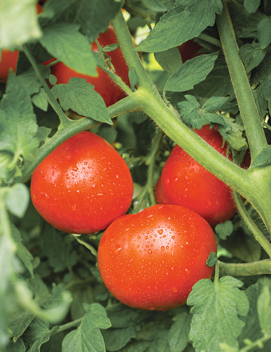 Tasti Lee™ Hybrid Tomato Seeds