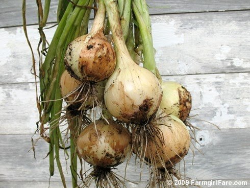 Texas 1015Y Supersweet Onion Plants - Ships Separately at Later Date