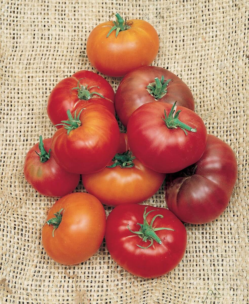 PlantFiles Pictures: Tomato 'Brandywine (Sudduth Strain)' (<i>Lycopersicon  lycopersicum</i>) by darius