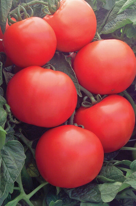 Bush Champion II Hybrid Tomato Seeds