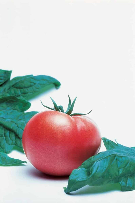 Champion II Hybrid Tomato Seeds