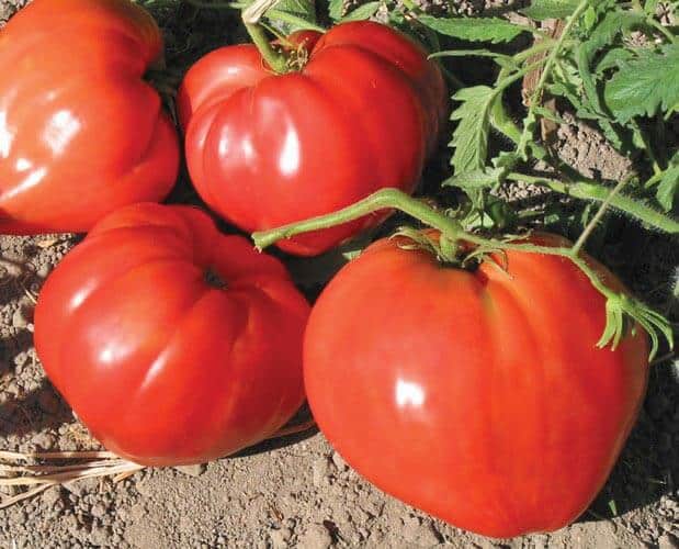 Bulk: German Red Strawberry Tomato Seeds