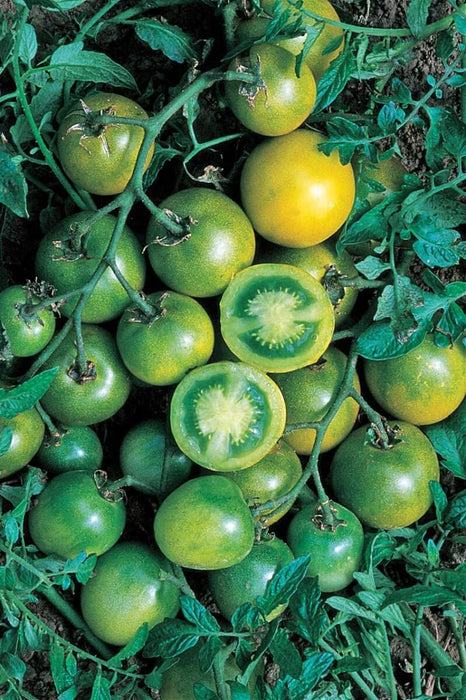 Green Grape Tomato Seeds