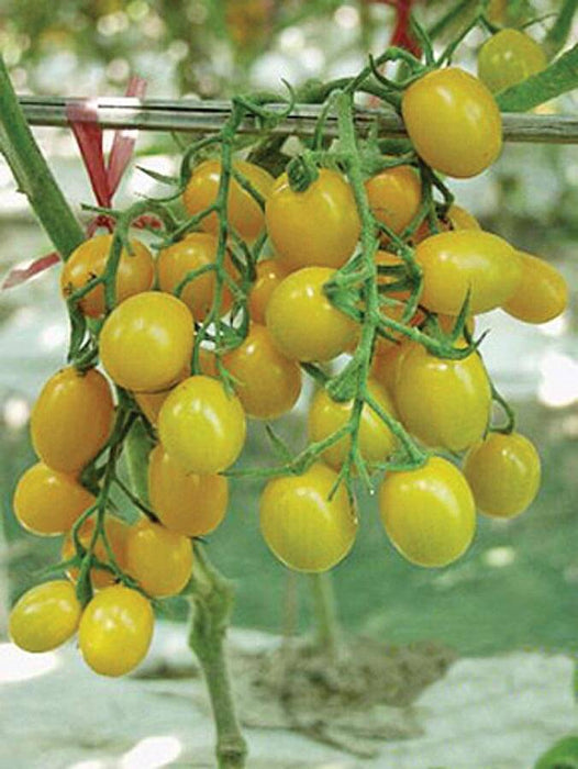 Bulk: Jelly Bean Yellow Hybrid Tomato Seeds