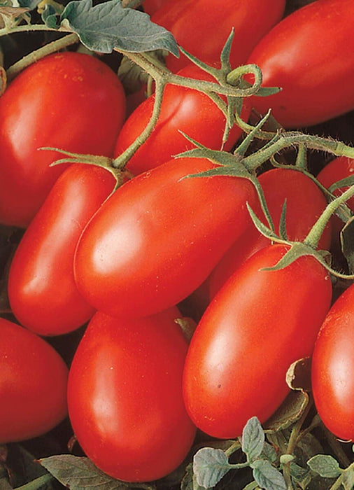 Bulk: La Roma III Hybrid Tomato Seeds