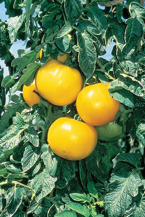 Lemon Boy Hybrid Tomato Seeds