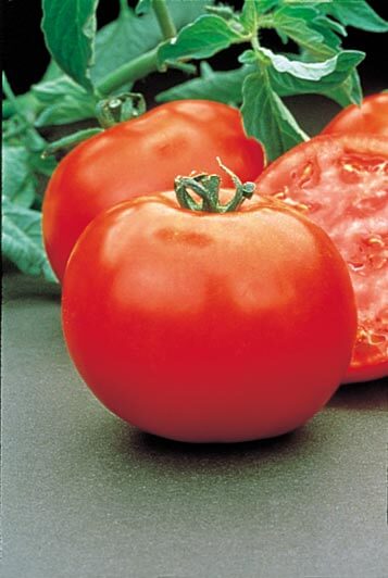Bulk: Mountain Pride Hybrid Tomato Seeds