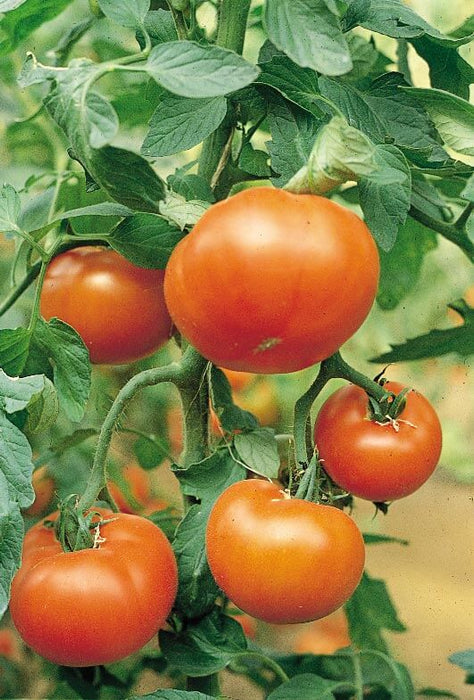Bulk: Mountain Spring Hybrid VFF Tomato Seeds