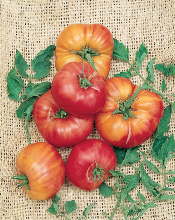 Bulk: Mr. Stripey or Tigerella Tomato Seeds