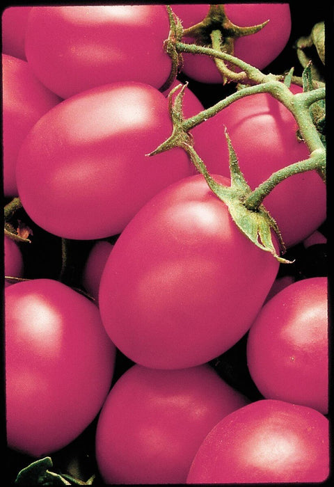 Bulk: Porter Tomato Seeds