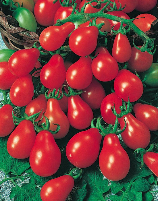 Bulk: Red Pear Tomato Seeds