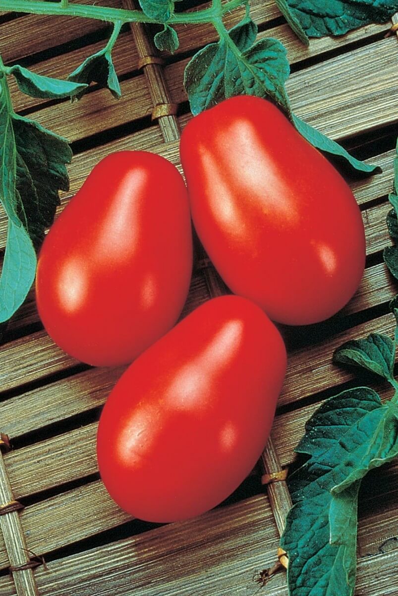 Roma Tomato Seeds — Seeds 'n Such