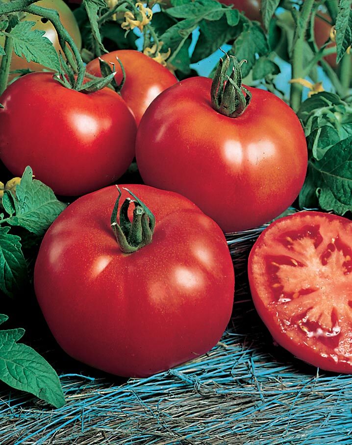 Siberian Tomato — Seeds 'n Such