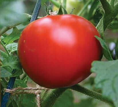Siletz Tomato Seeds