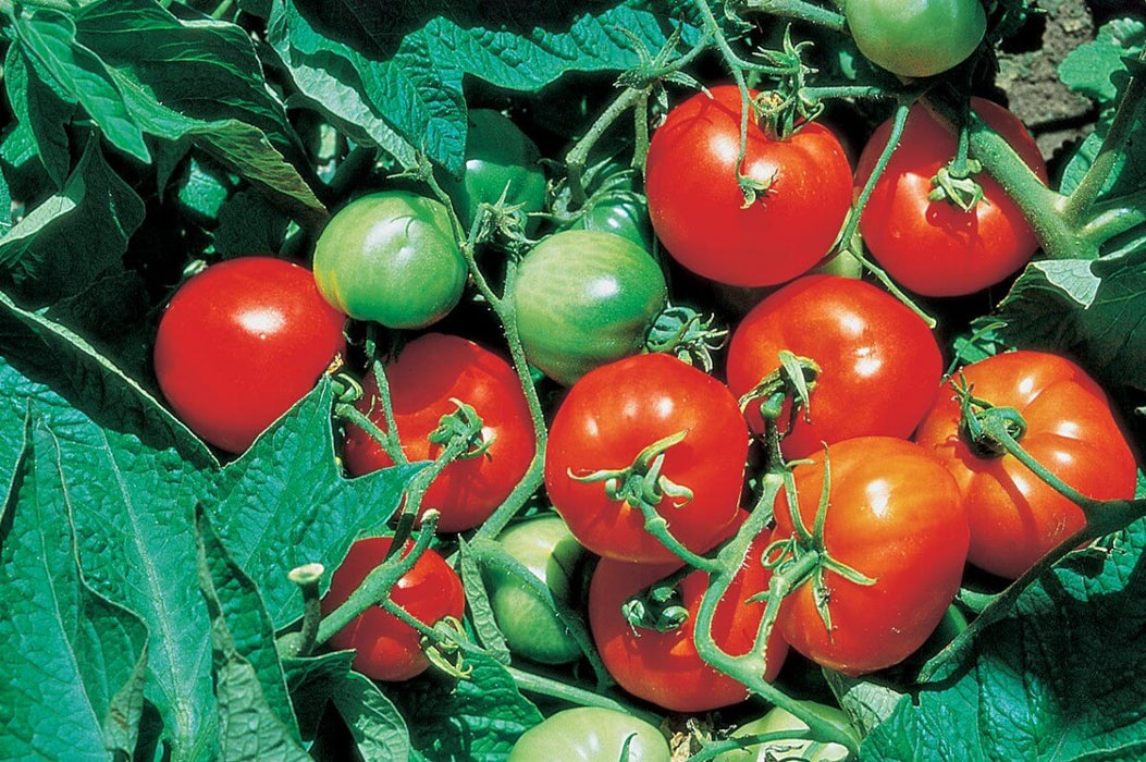 Stupice Tomato Seeds