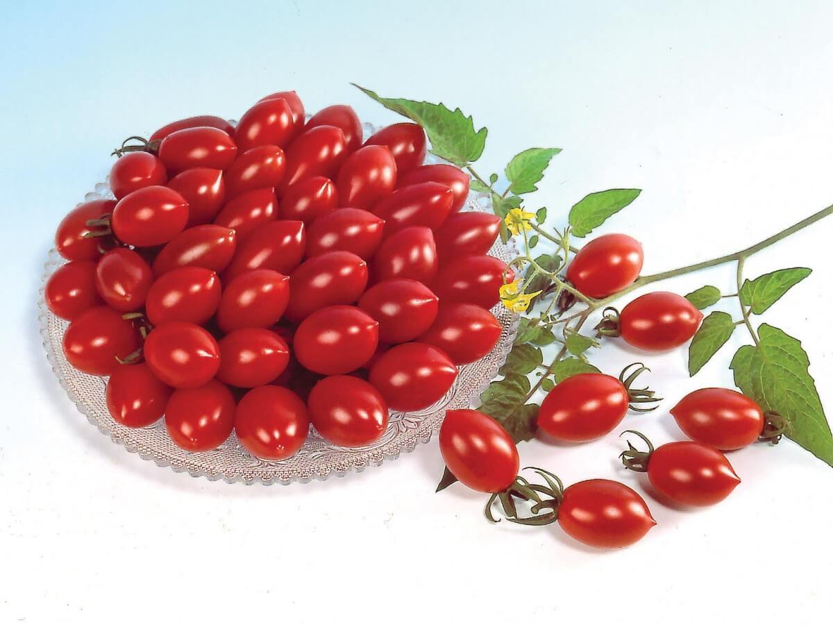 Chef's Choice Bicolor Hybrid Tomato Seeds — Seeds 'n Such