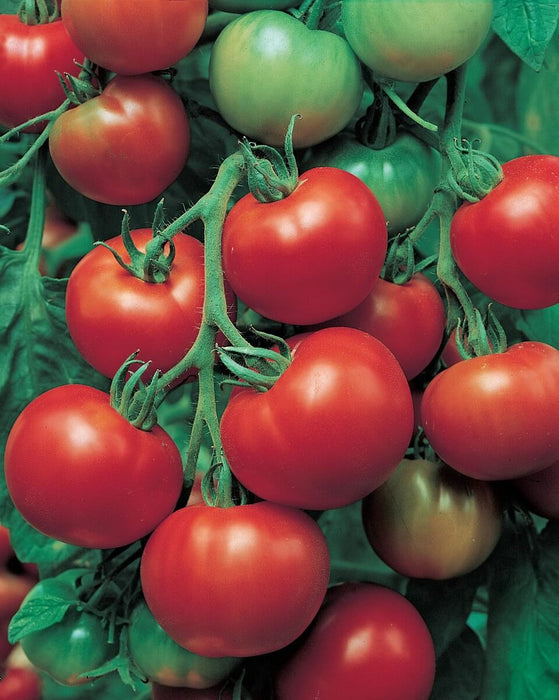 Super Sioux Tomato Seeds