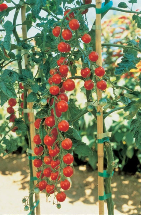 Bulk: Sweet Million Hybrid Tomato Seeds