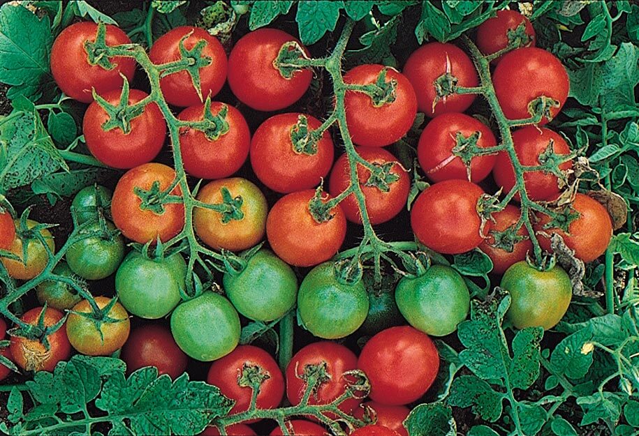 Tommy Toe Tomato Seeds