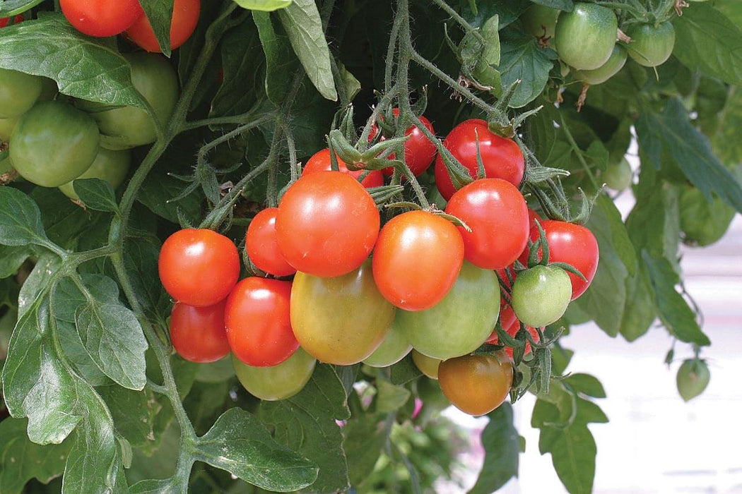 Bulk: Tumbling Tom Red Tomato Seeds