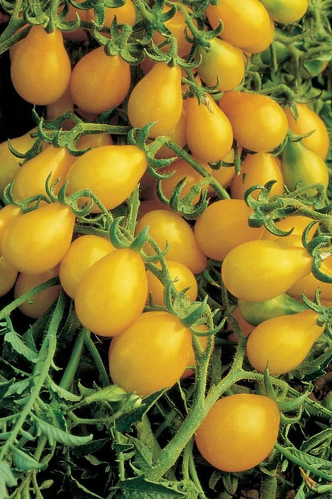 Bulk: Yellow Pear Tomato Seeds
